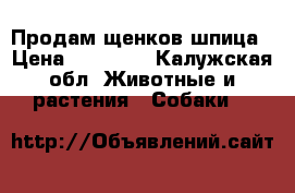 Продам щенков шпица › Цена ­ 15 000 - Калужская обл. Животные и растения » Собаки   